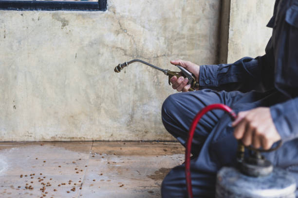 Wasp Removal Services in Coal Run Village, KY